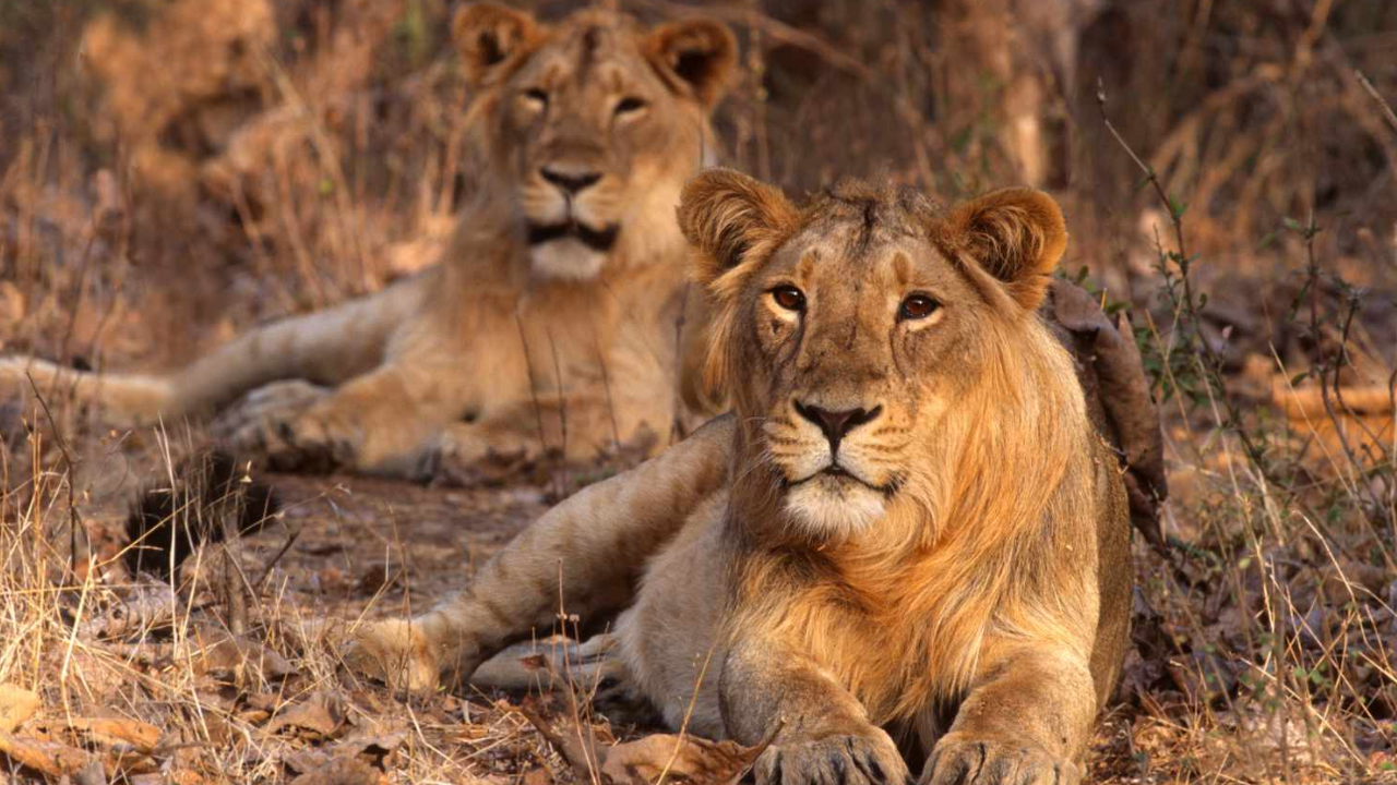 Inside the Gir National Park (Credit: Gir National Park)