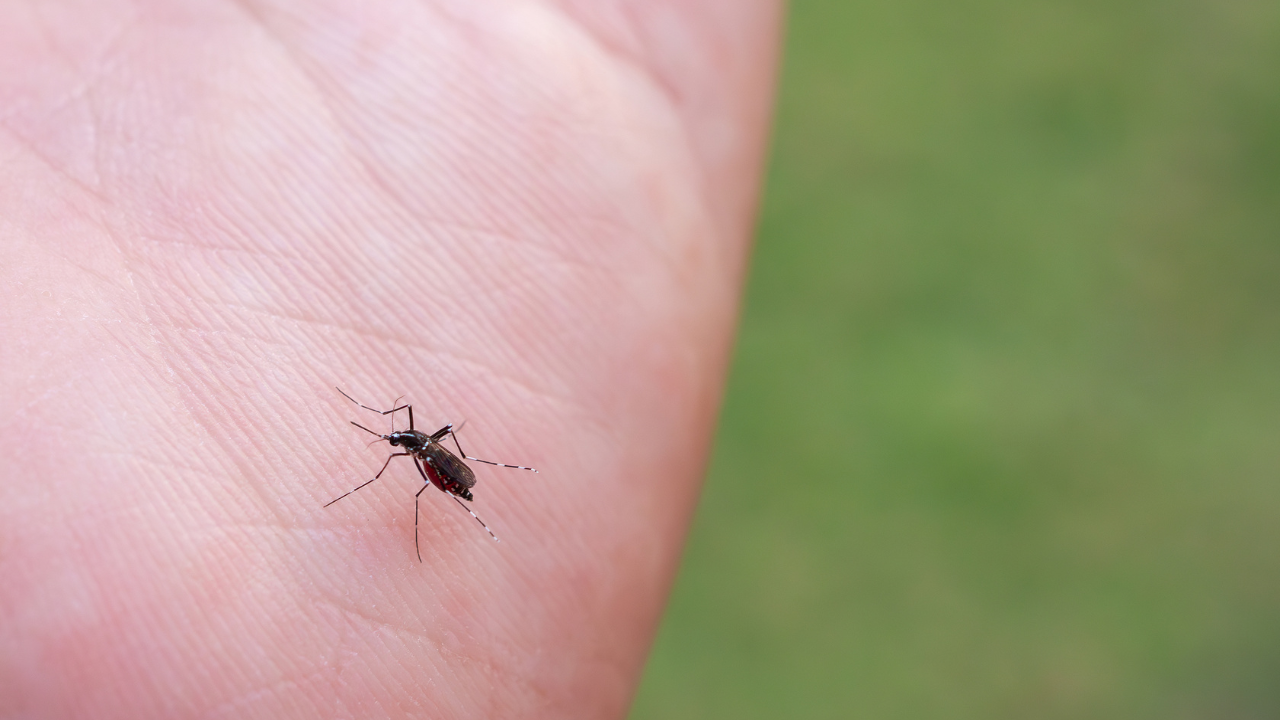 Mosquito Bite (Credits: Canva)