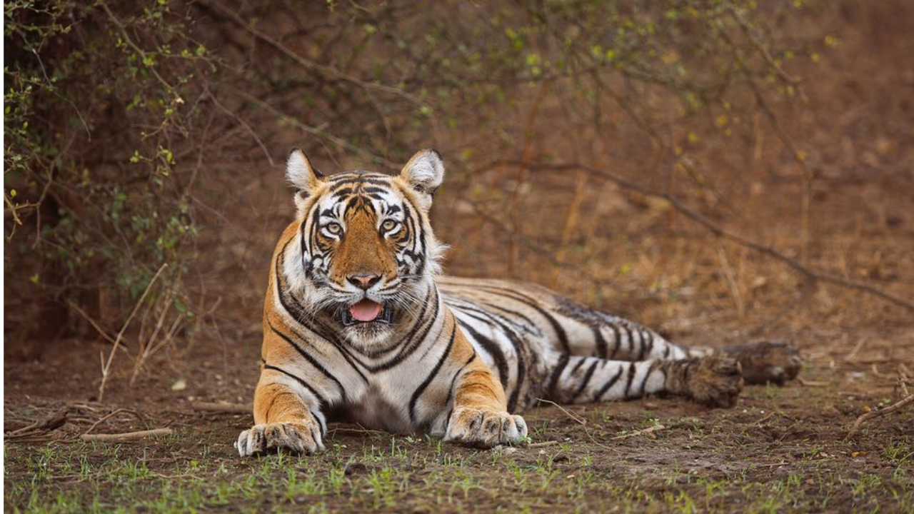 Sariska Tiger Reserve (Credit: Big Cats India)
