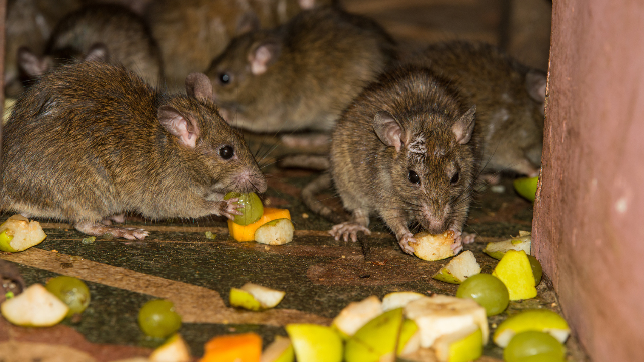 Food safety and storage (Credits: iStock)