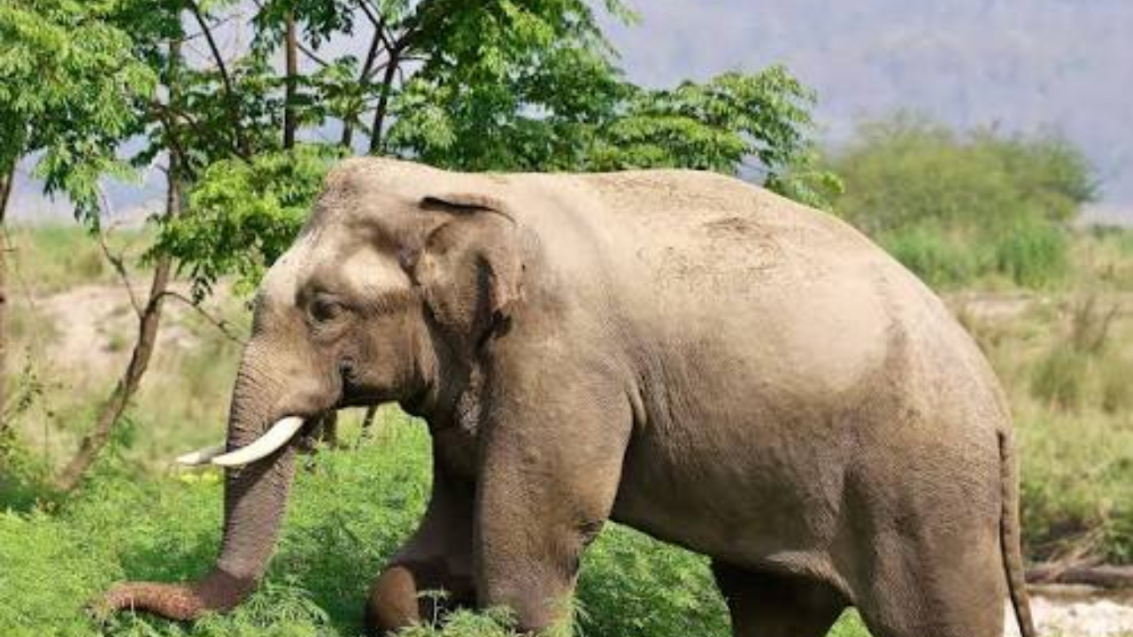 Inside the Singhbhum Elephant Reserve this World Elephant Day 2026 (Credit: Facebook)